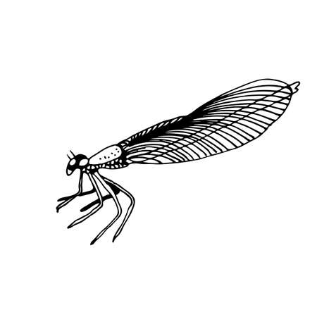 Dragonfly vector illustration, hand drawn insect isolated on white backgroundのイラスト素材
