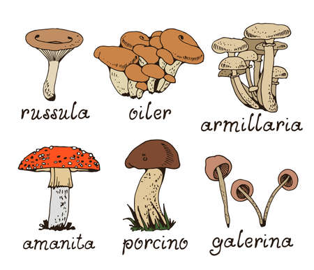 Forest mushooms vector set, fungus nature collection isolated on white backgroundのイラスト素材