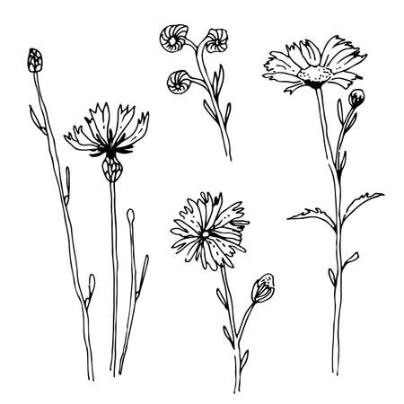 Herbs and flowers vector sketch collection, isolated on white backgroundのイラスト素材