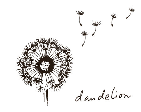 Dandelion with flying seeds, vector illustration isolated on white backgroundのイラスト素材