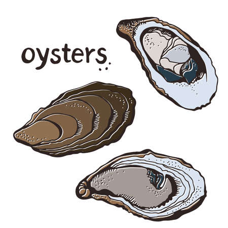 Oysters vector set, hand drawn illustration isolated on a white backgroundのイラスト素材