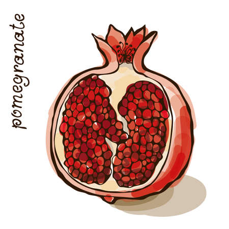 Vector illustration of hand drawn pomegranate isolated on a white backgroundのイラスト素材