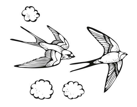 Swallow bird vector illustration, hand drawn set isolated on white backgroundのイラスト素材