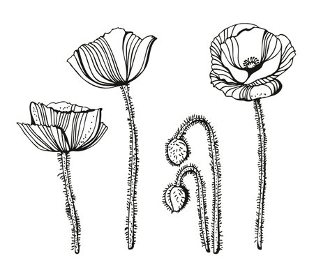 Poppy flowers vector illustration, hand drawn set isolated on white backgroundのイラスト素材