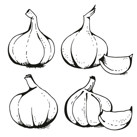 Garlic illustration, vector setのイラスト素材
