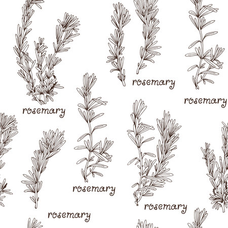 Seamless herb pattern with hand drawn rosemary, vector freehand sketch backgroundのイラスト素材