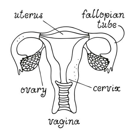 Uterus and ovaries anatomy, female reproductive system, vector illustrationのイラスト素材
