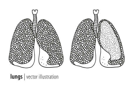 Lungs illustration and section, human anatomy vector isolated on white backgroundのイラスト素材