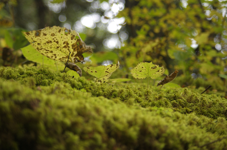 Dew and leavesの写真素材