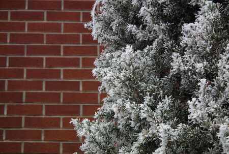 Frost and wallの写真素材