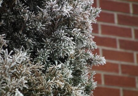 Branches and wallsの写真素材