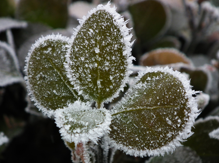 Frost leavesの写真素材