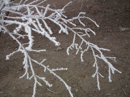 frost Branchesの写真素材