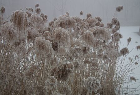 The reed in winterの写真素材