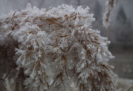 Rime in winterの写真素材
