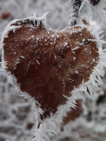 A heart-shaped leaf in snowの写真素材