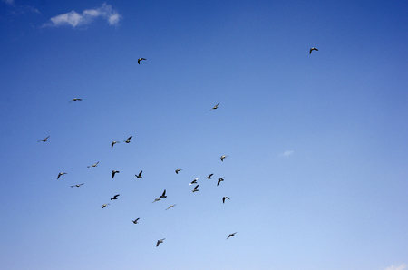 Blue sky and birdの写真素材