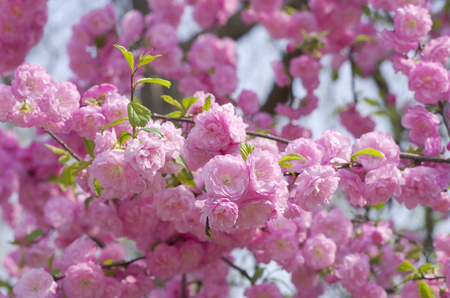 pink flowersの写真素材
