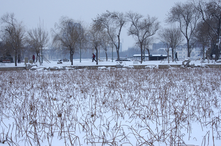 Lotus pond in winterの写真素材