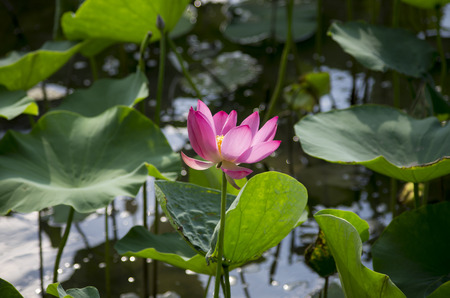 Lotus and lotus leavesの写真素材