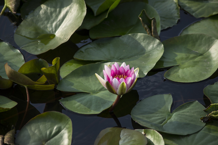 Lotus and lotus leavesの写真素材