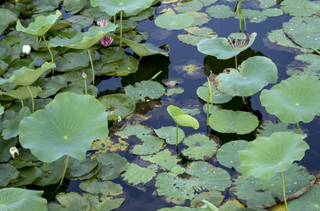 Lotus leafの写真素材