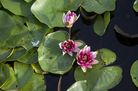 lotus bloomingの写真素材
