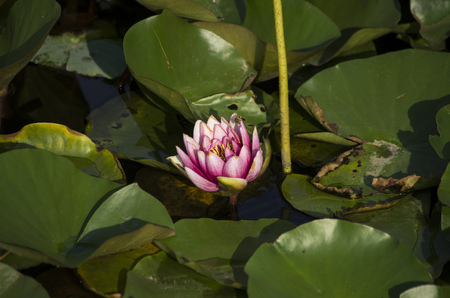 lotus bloomingの写真素材