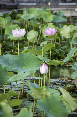 Lotus bloomingの写真素材
