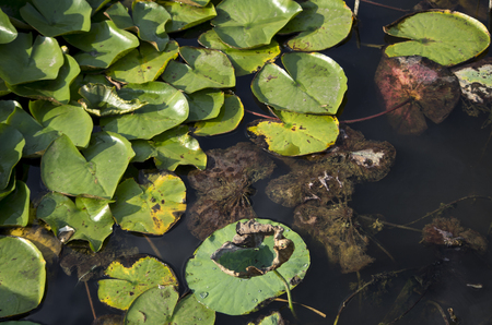 Lotus leafの写真素材