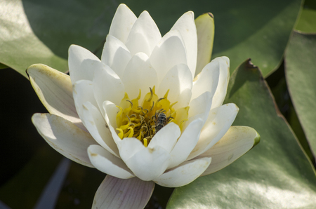 lotus bloomingの写真素材