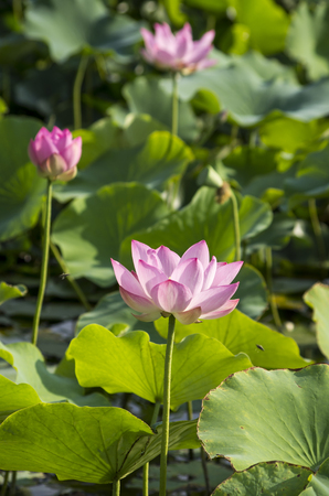 Lotus bloomingの写真素材