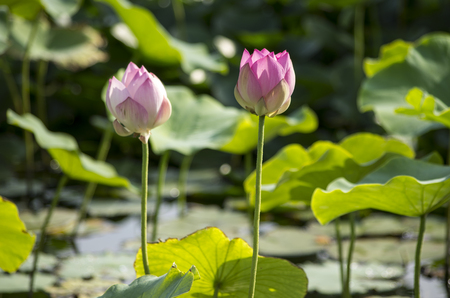 Lotus in summerの写真素材