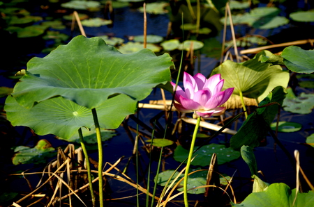 Lotus in summerの写真素材