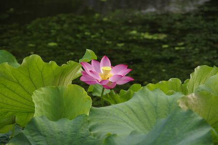 Lotus blooming at pondの写真素材