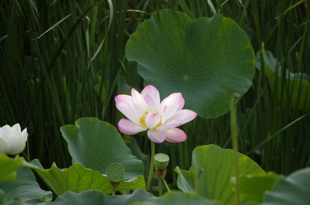 Lotus and lotus leafの写真素材