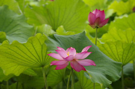 Lotus flowerの写真素材
