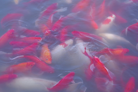 Koi in the pondの写真素材