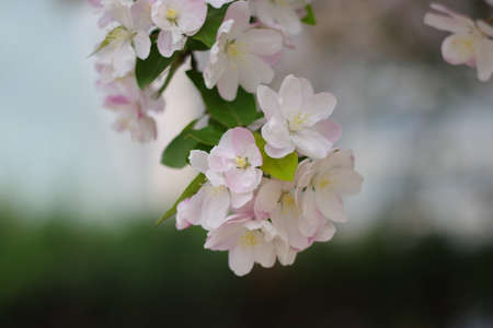 Blossoming branch of apple tree with pink flowers on blurred background