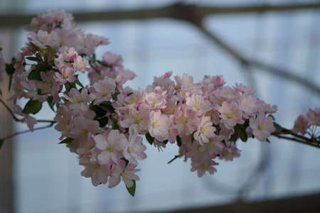 Light Pink Flowers of Japanese Apple in Full Bloom on a Spring Day