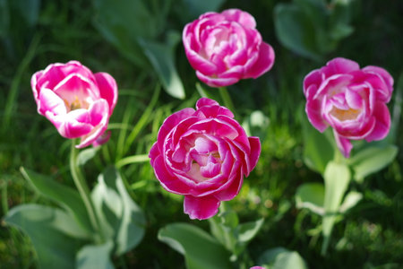Spring Tulips bloomingの写真素材