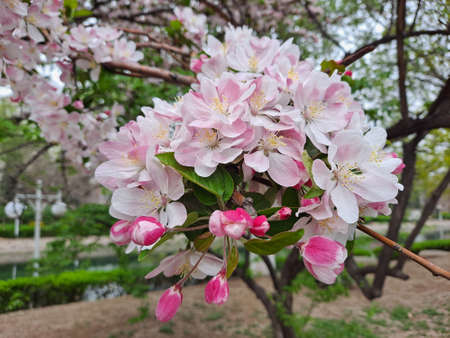Branch of a blossoming apple tree with pink flowers in spring