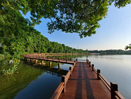 Wooden walkway on the lake in the park with green trees