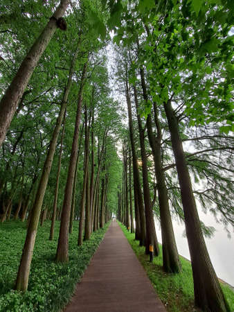 walkway in the park in the city of Kaliningrad, Russiaの写真素材