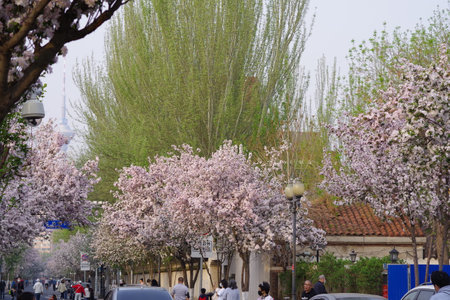 Cherry blossoms in full bloom in the streets of Seoul, South Koreaの写真素材