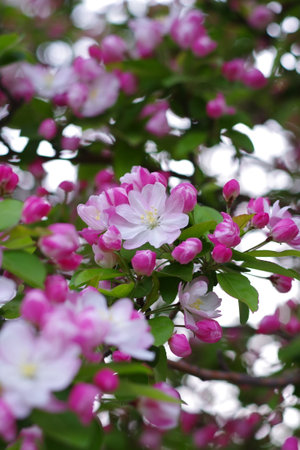 Blossoming branch of apple tree in spring time. Pink flowers and green leaves.の写真素材