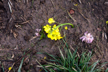 Yellow flowers of primrose (Primula vulgaris) on the ground.の写真素材