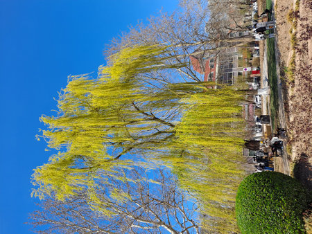 A vertical shot of a tree in the street under a blue sky