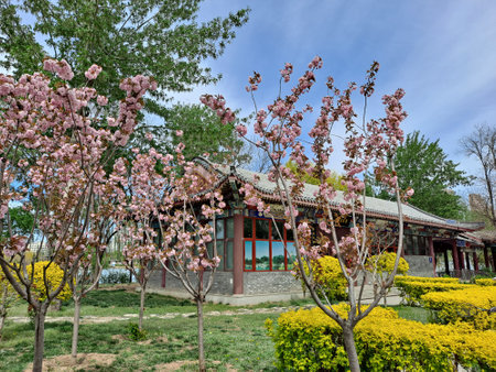 Spring scenery of Hubei Wuhan summer palace garden sceneryの写真素材