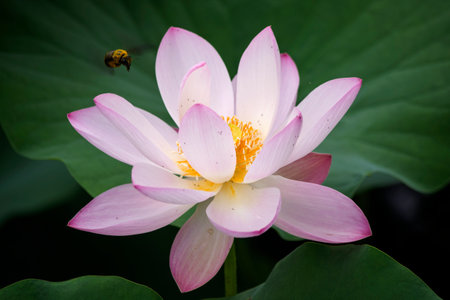 Lotus flower blooming in the pond and bee on the leafの写真素材